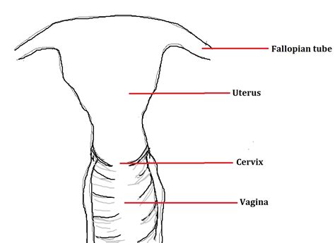 vagina wiki|Vagina: Definition, Anatomy, Function, Diagram, and Conditions.